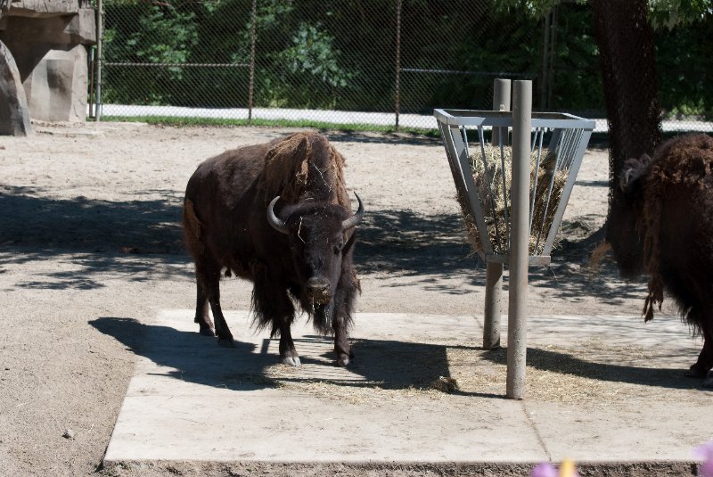 BrookfieldZoo062809-7572.jpg - American Bison