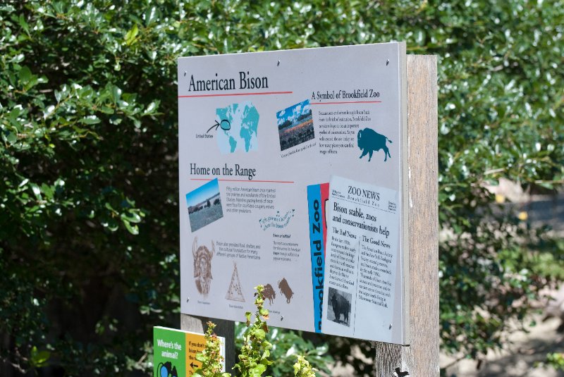 BrookfieldZoo062809-7575.jpg - American Bison
