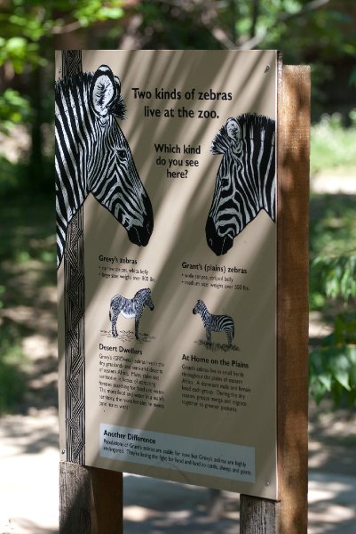 BrookfieldZoo062809-7577.jpg - Two kinds of Zebra: Grevy's (Desert) and Grant's (plains)