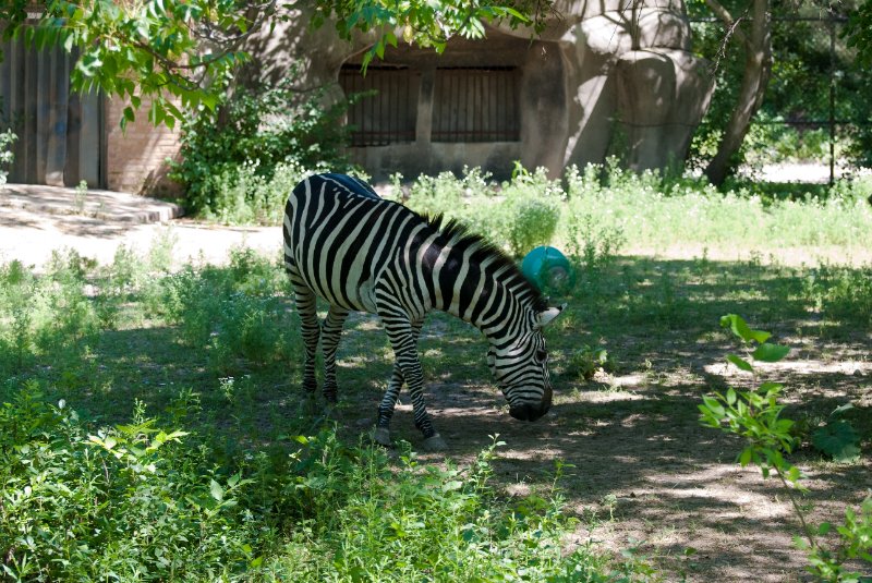 BrookfieldZoo062809-7578.jpg - Zebra