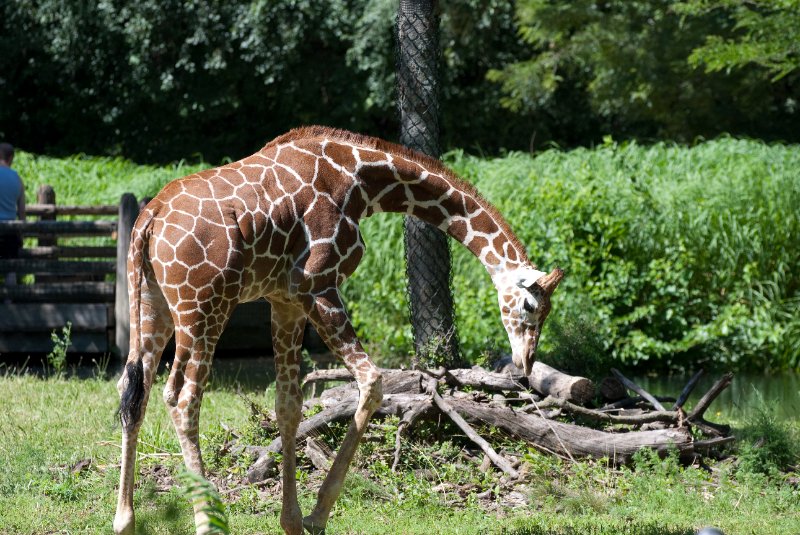 BrookfieldZoo062809-7585.jpg - Giraffe
