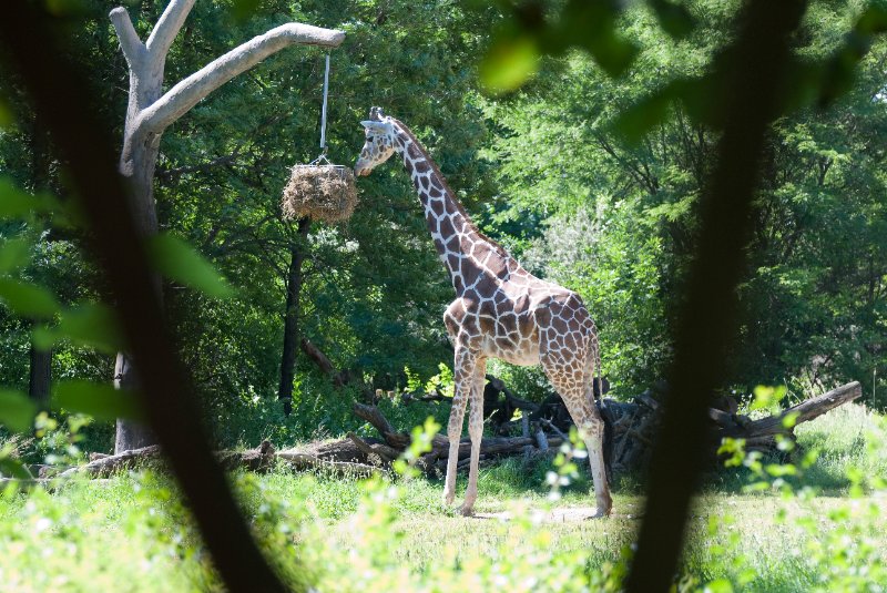 BrookfieldZoo062809-7586.jpg - Giraffe