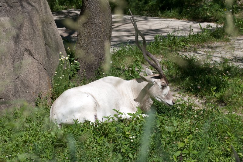 BrookfieldZoo062809-7590.jpg - Addax