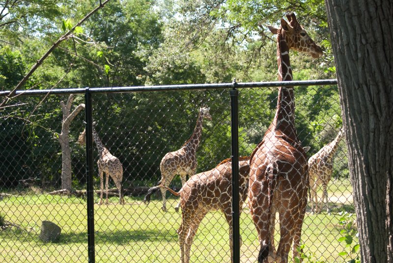 BrookfieldZoo062809-7592.jpg - Giraffe