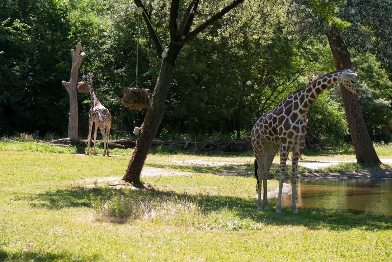 BrookfieldZoo062809-7593.jpg - Giraffe