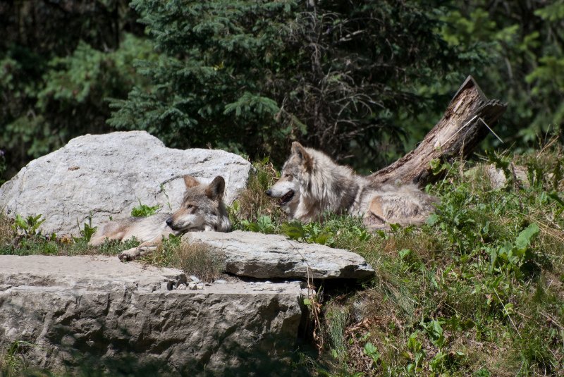 BrookfieldZoo062809-7597.jpg - Mexican gray wolf