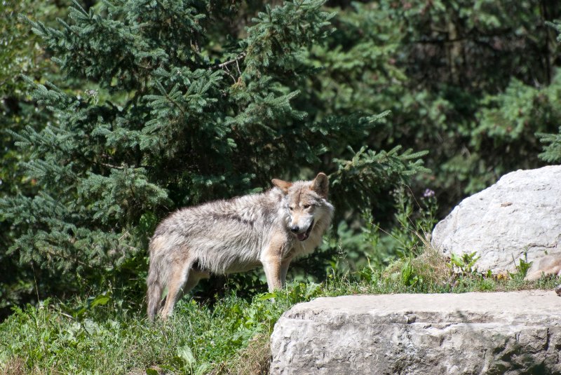 BrookfieldZoo062809-7603.jpg - Mexican gray wolf