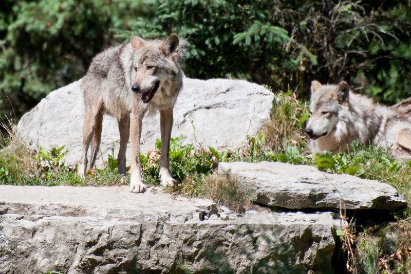 BrookfieldZoo062809-7609.jpg - Mexican gray wolf
