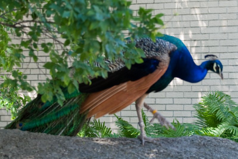 BrookfieldZoo062809-7614.jpg - Peacock