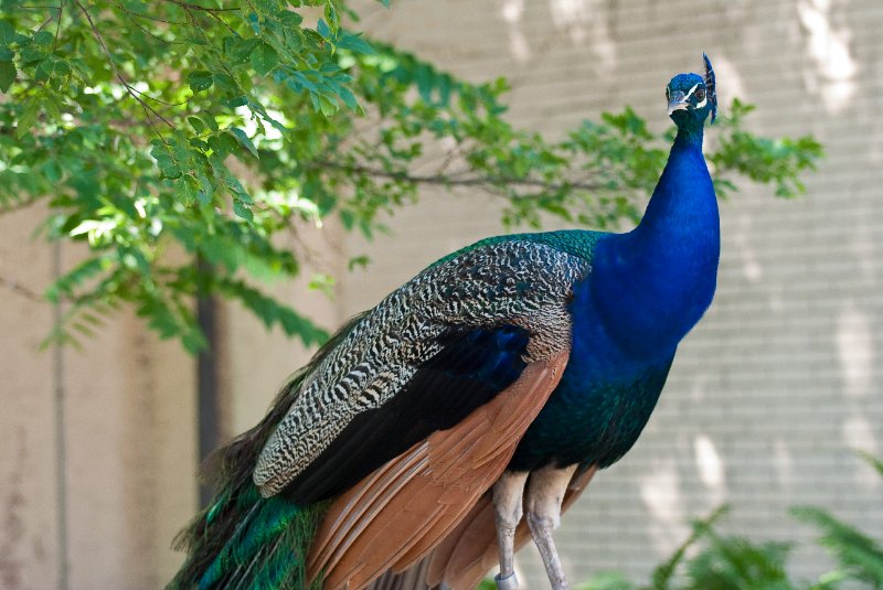 BrookfieldZoo062809-7617.jpg - Peacock