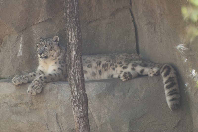 BrookfieldZoo062809-7637.jpg - Snow leopard