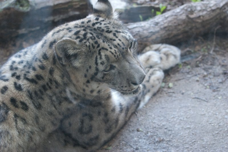 BrookfieldZoo062809-7638.jpg - Snow leopard