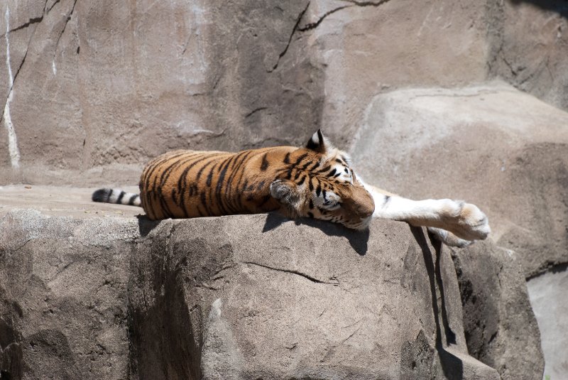 BrookfieldZoo062809-7641.jpg - Amur (fka Siberian) Tiger