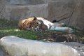 BrookfieldZoo062809-7622