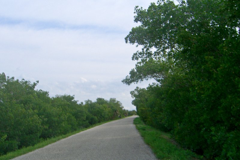 Captiva052409-1631.jpg - Wildlife Drive