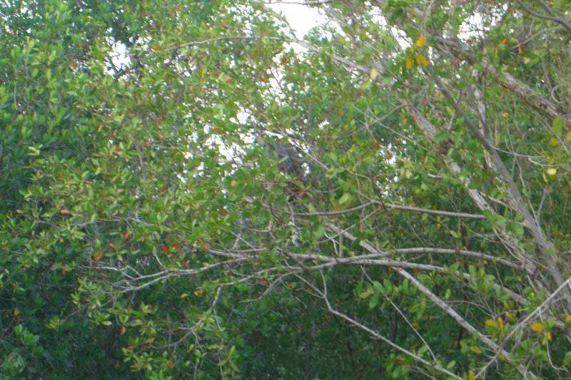 Captiva052409-1649.jpg - Yellow-Crown Night Heron