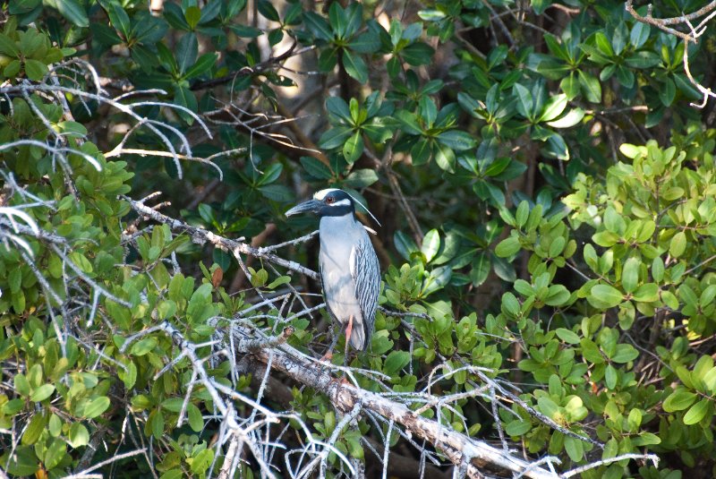 Captiva052409-7047.jpg - Yellow-Crown Night Heron