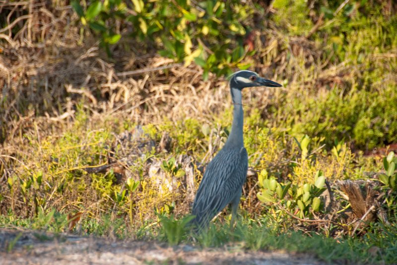 Captiva052409-7070.jpg - Yellow-Crown Night Heron