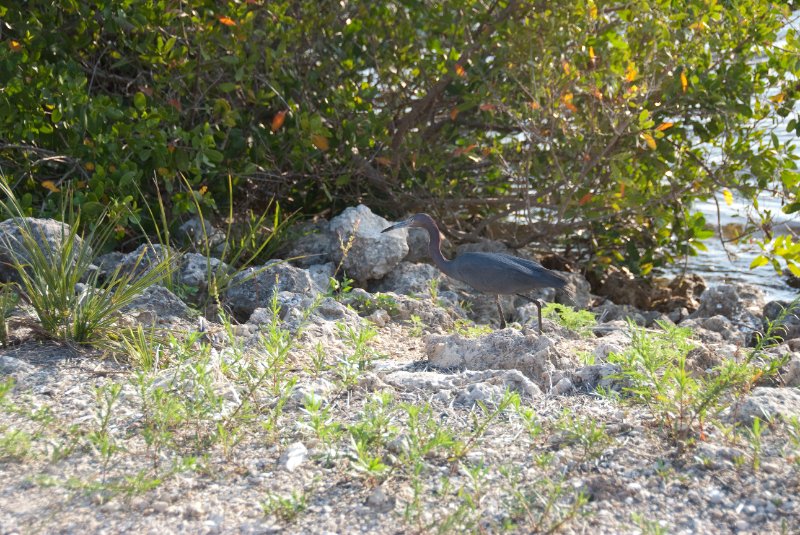 Captiva052409-7076.jpg - Yellow-Crown Night Heron