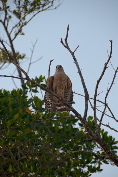 Captiva052409-7095.jpg - Hawk