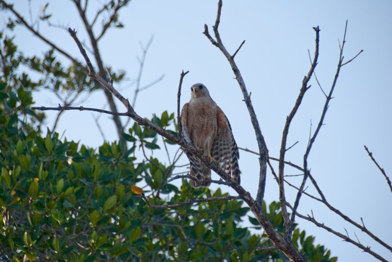 Captiva052409-7097.jpg - Hawk