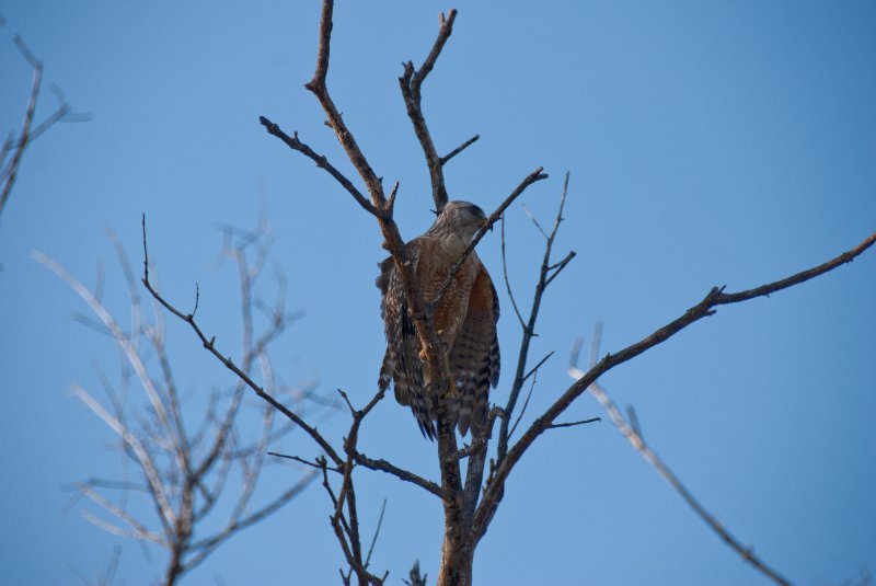 Captiva052409-7099.jpg - Hawk