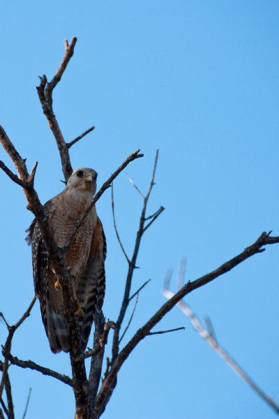 Captiva052409-7102.jpg - Hawk