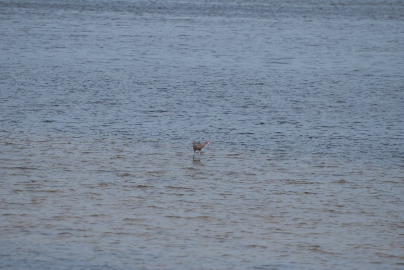 Captiva052409-7197.jpg - Reddish Egret