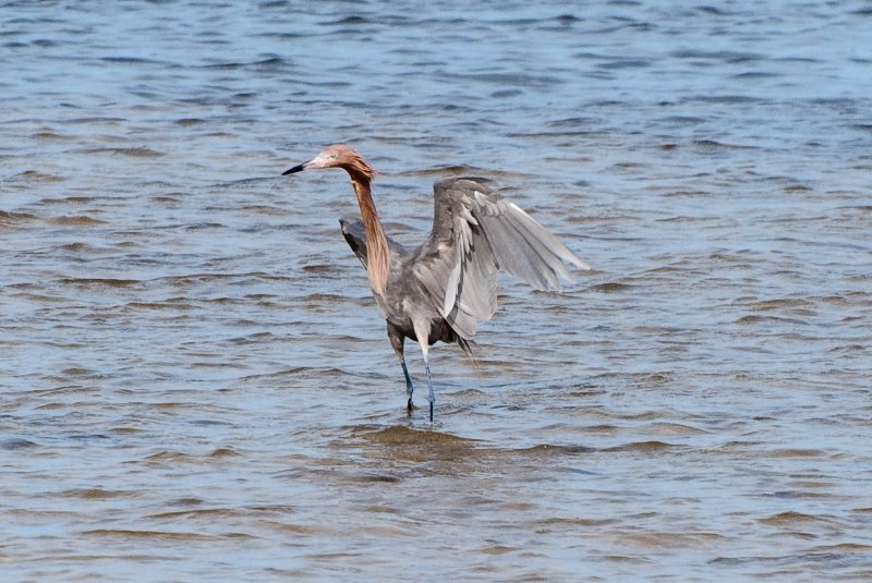 Captiva052409-7202.jpg - Reddish Egret