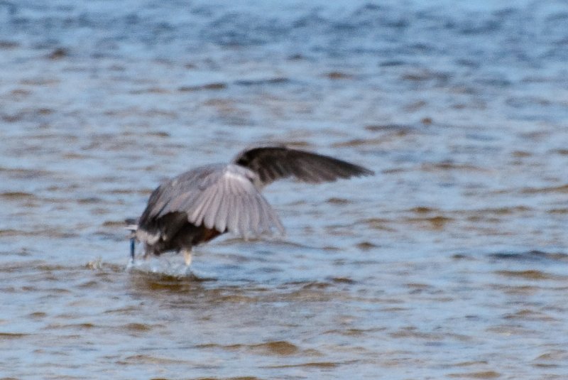 Captiva052409-7205.jpg - Reddish Egret