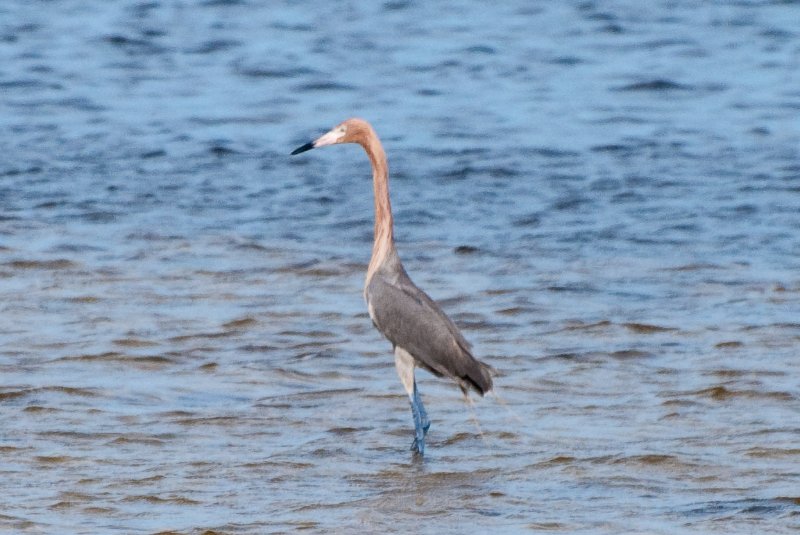 Captiva052409-7208.jpg - Reddish Egret
