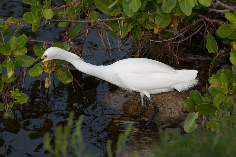 Captiva052409-7213.jpg - Great Egret