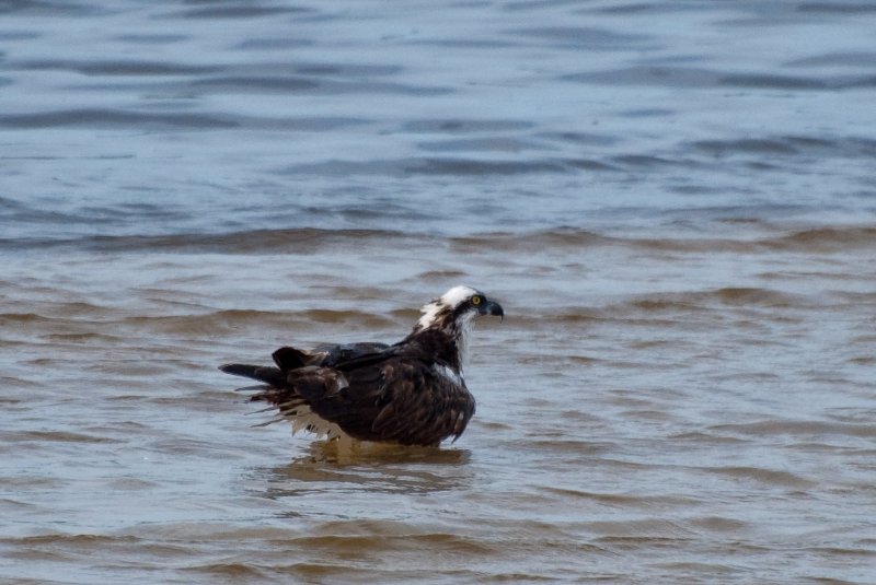 Captiva052409-7218.jpg - Osprey