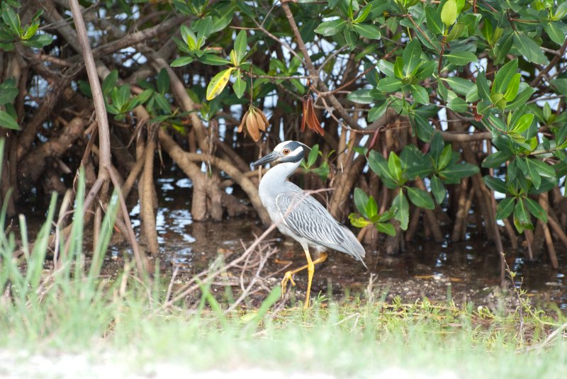 Captiva052409-7243.jpg - Yellow-Crown Night Heron