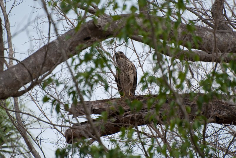 Captiva052409-7323.jpg - Red-shoulder Hawk