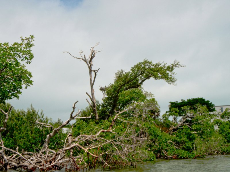 Captiva052409-5250004.jpg - Kayaking Pine Island Sound to Chadwick's Bayou