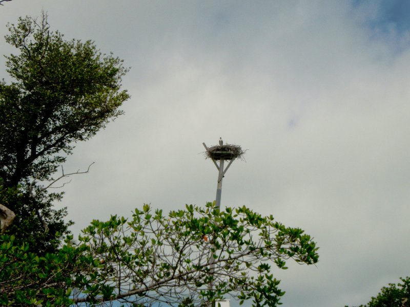 Captiva052409-5250005.jpg - Osprey