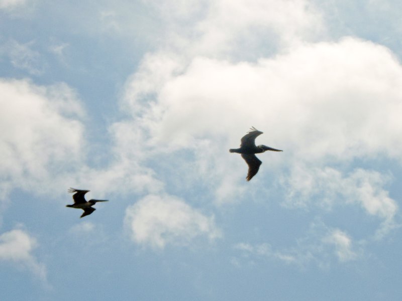Captiva052409-5250010.jpg - Pelican