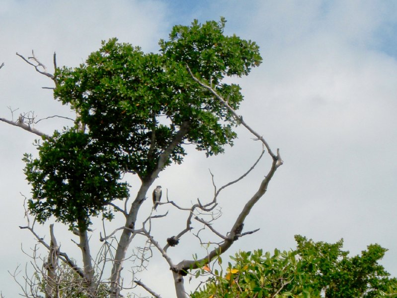 Captiva052409-5250011.jpg - Osprey