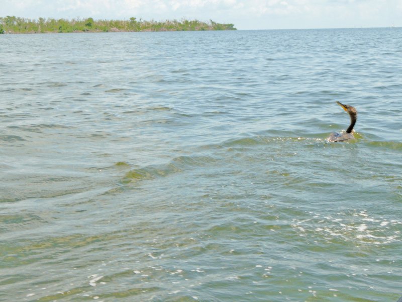 Captiva052409-5250014.jpg - Cormorant