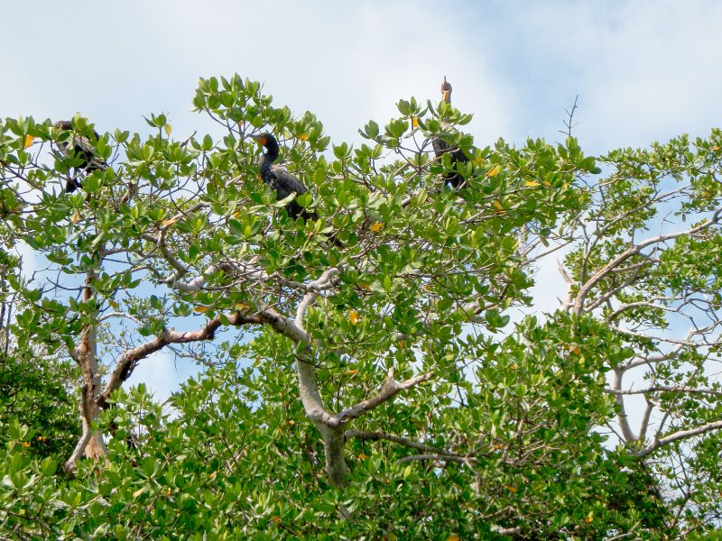Captiva052409-5250016.jpg - Cormorant