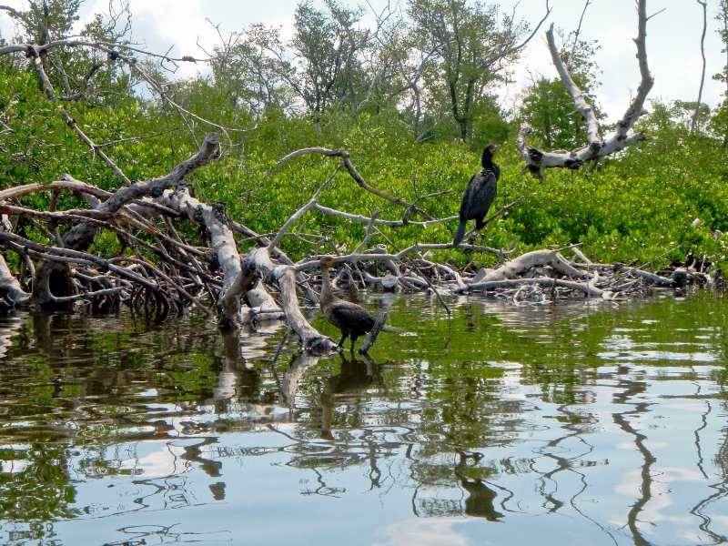 Captiva052409-5250021.jpg - Anhinga