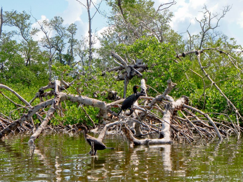 Captiva052409-5250022.jpg - Anhinga