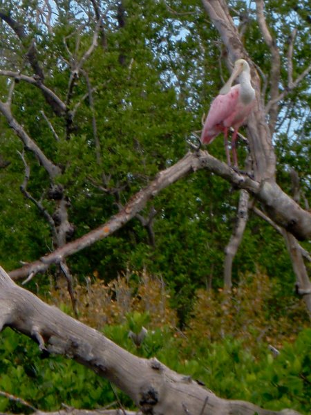 Captiva052409-5250025.jpg - Roseate Spoonbill