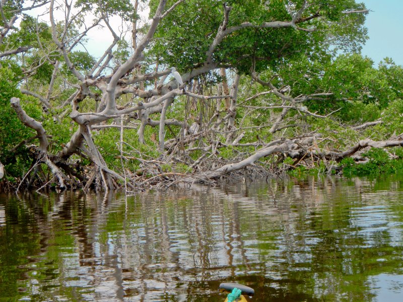 Captiva052409-5250028.jpg - Great Egret