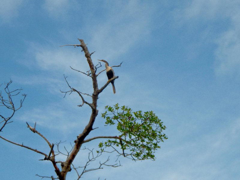 Captiva052409-5250035.jpg - Anhinga