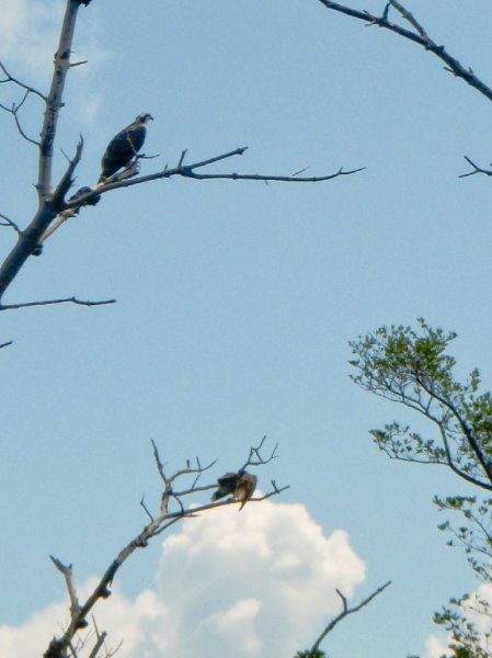 Captiva052409-5250045.jpg - Osprey