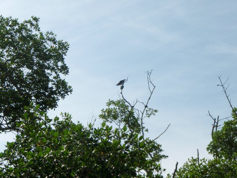 Captiva052409-5270025.jpg - Osprey