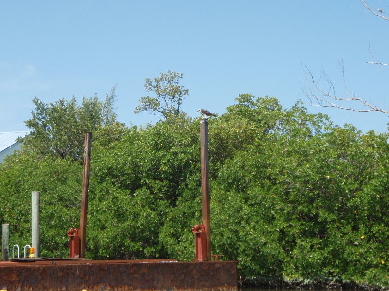 Captiva052409-5270035.jpg - Osprey