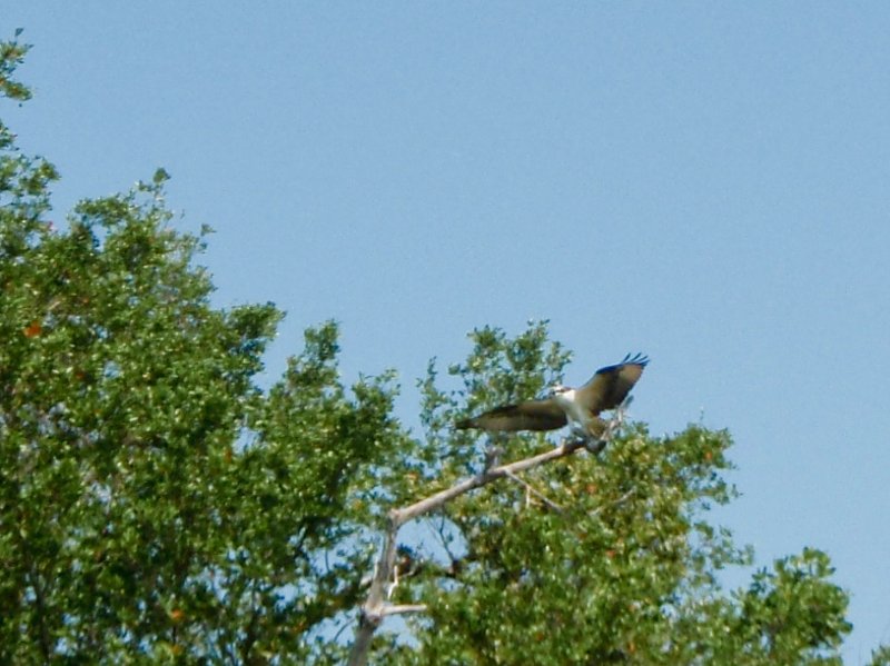 Captiva052409-5270052.jpg - Osprey